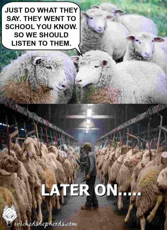 Sheep Abuse