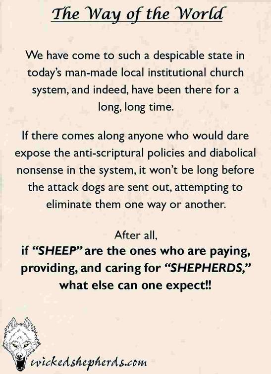 Sheep caring for shepherds